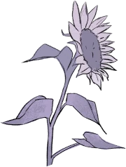 Dessin d'un tournesol dans le footer