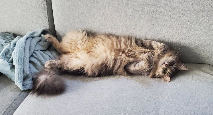 Illustration du texte